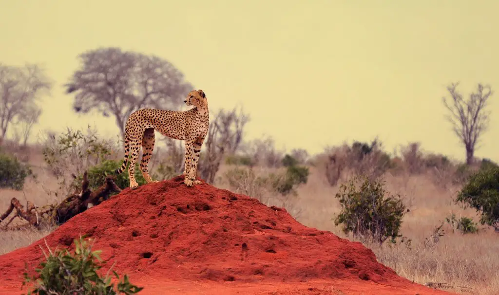 wild animals in Africa