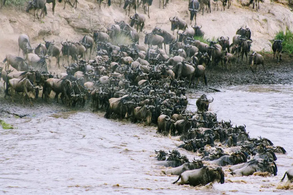 wildebeest in wild Africa